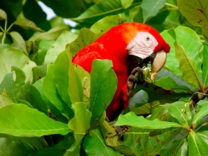 Host a retreat event yoga costa rica - Upward Spirals Successful red-scarlet-macaws-can