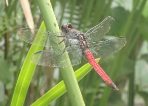 Red Dragon Fly 